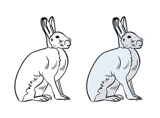 Illustration for a coloring book in color and black and white. Drawing of a hare on a white isolated background. High quality illustration
