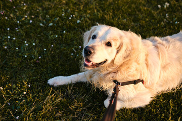 Portrait of a beautiful golden retriever dog with a walker's point of view