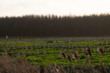 Fototapeta premium morning in the field
