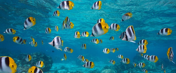 Shoal of tropical fish underwater in the ocean (Pacific double-saddle butterflyfish), French...