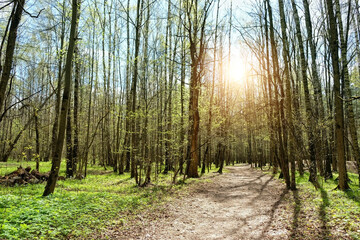 trees with young green foliage in spring forest, sunny natural background. beautiful landscape with forest tree trunks and footpath.