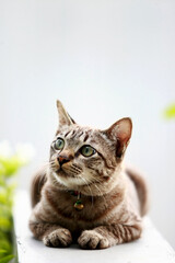 Lovely gray cat sitting at outdoor