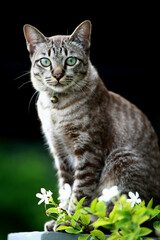 Lovely gray cat sitting at outdoor
