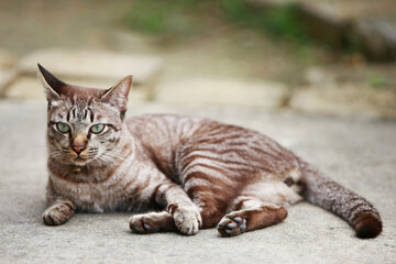 Lovely gray cat sitting at outdoor