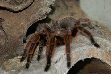 spider on a wall