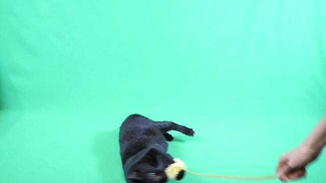 猫じゃらしを前足で捕まえる黒猫