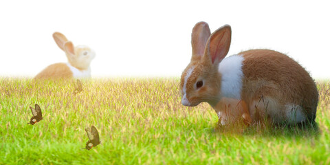  Easter concept.Two Rabbit. Little easter Bunny. Green grass on a summer day.butterfly in fly