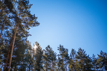 Obraz premium Siberian pine forest near Kemerovo, Siberia, Russia