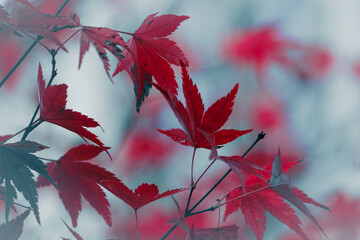 red maple leaves in autumn season, autumn leaves