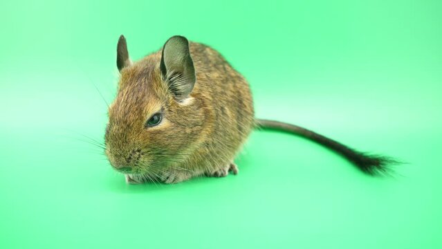 少しビックリするデグー