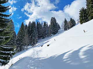 Fototapeta na wymiar Alpine forest trails in a typical winter environment and under deep fresh snow cover on the Alpstein mountain massif and in the Swiss Alps - Unterwasser, Switzerland (Schweiz)