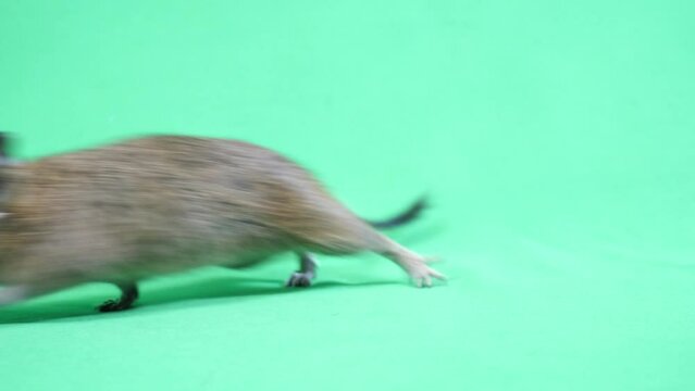 素早い動きのデグー