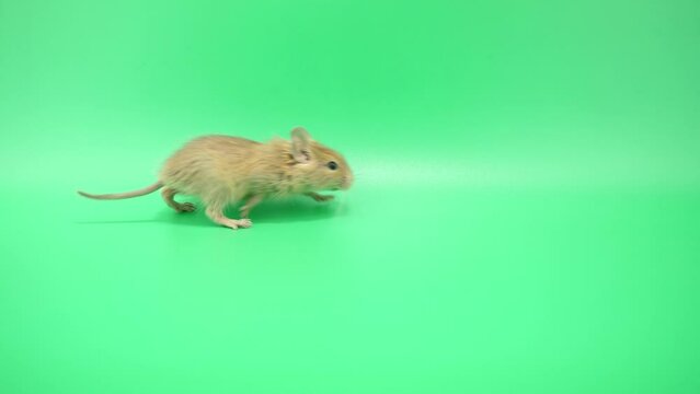 ゆっくりと横切っていくデグー