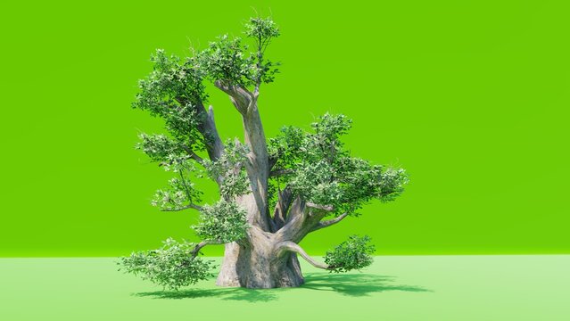 Palm Beach Chromakey, Swaying Tree, Branches, Green Leaves, Trunk, Alfa, Green Screen Background, Studio, Daytime, Breeze, Wind, Sunny. 3d Rendering.