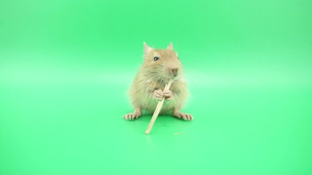 牧草を手でもって食べるデグー