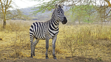 Zebra in the middle of the African savannah. A zebra is roaming in a national park in Kenya.

