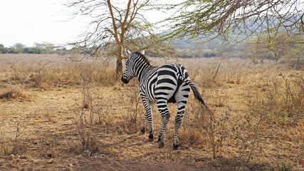 Zebras in the middle of the African savannah stand behind the camera. A zebra grazes in a national...