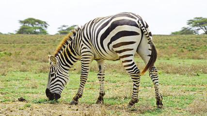 Fototapeta na wymiar Zebras in the middle of the African savannah stand behind the camera. A zebra grazes in a national park in Kenya.