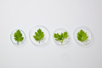 Mugwort decorated in petri dish in white background for experiment advertising 
