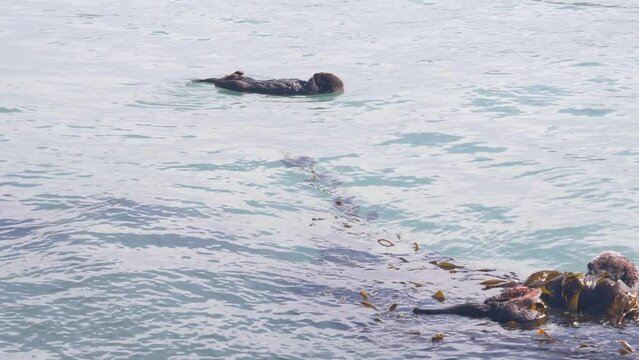 Cute furry sea otter marine mammal, adorable cuddly wild aquatic animal swimming in ocean water, California coast wildlife, USA fauna. Funny small paws or hands. Couple sleping holding kelp seaweed.
