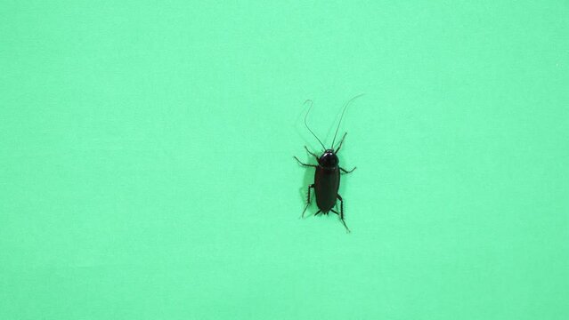壁を登るゴキブリ