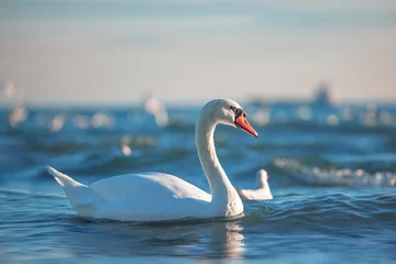 Tuinposter White swans  and birds in the sea,sunrise shot © ValentinValkov