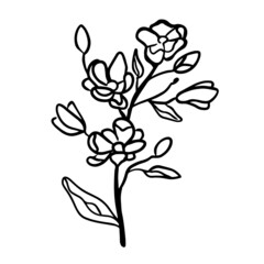 Outline illustration of a magnolia. Spring flower on the white background.