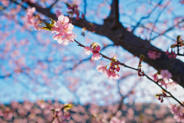 河津桜　sakura 日本
