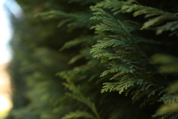 Fototapeta na wymiar Conifer tree, space for text and selective focus