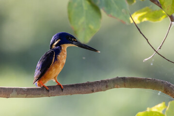 Azure Kingfisher in Queensland Australia
