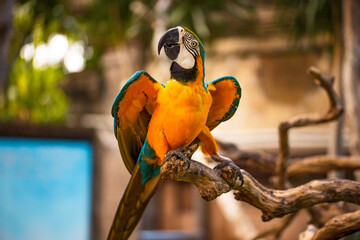 Blue yellow macaw parrot. Colorful cockatoo parrot. Tropical bird park. Nature and environment concept. Horizontal layout. Copy space. Bali