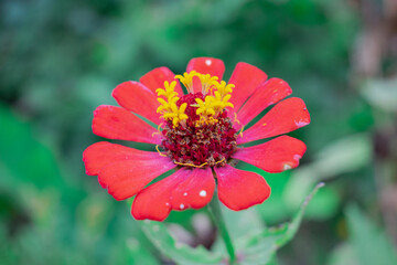 Beautiful red flower
