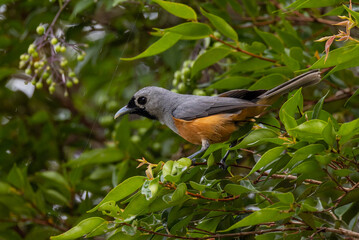 Black-faced Monarch in Queensland Australia