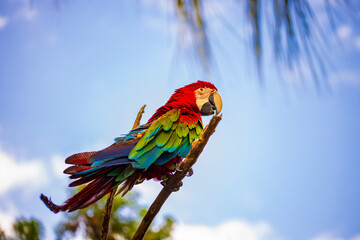 Red green macaw parrot. Colorful cockatoo parrot sitting on a branch. Tropical bird park. Nature and environment concept. Blue sky background. Copy space. Bali, Indonesia