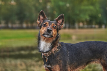 Close-up of a stray dog, stray animal problems