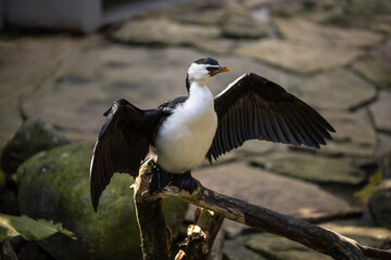 Waterfowl, black white bird spreading its wings. Tropical bird park. Nature and environment concept. Horizontal layout. Copy space. Bali