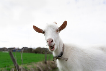 Fototapeta premium A white goat with an open mouth, eating.