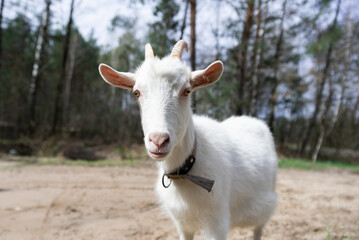 A white goat is looking in the camera