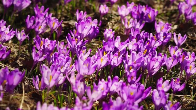 Khokholovska Chochołowska valley in the Tatras near Zakopane is famous for its crocus saffron flowers that bloom among the snows under the rocky alpine peaks. Bees buzz over fragrant spring flowers.