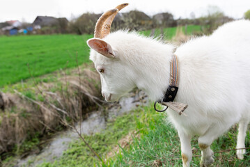 Obraz premium A white goat is eating grass in fields