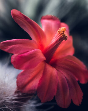 Flower of Echinocereus scheeri (Salm-Dyck) Scheer cactus blooming on a blurred background. Macro photography with shallow depth of field and vertical composition