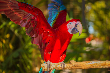 Red blue macaw parrot. Colorful cockatoo parrot sitting on wooden stick, spreading its wings....