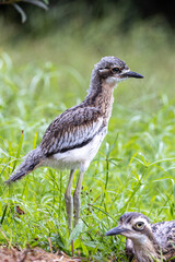Bush Stone Curlew or Thick Knee in Queensland Australia