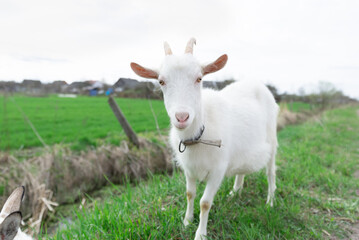 A white goat on a lush green fiekd.