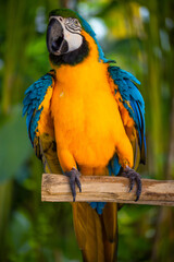 Yellow blue macaw parrot. Colorful cockatoo parrot sitting on wooden stick. Tropical bird park. Nature and environment concept. Vertical layout. Bali