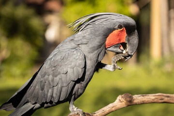 Black palm cockatoo perching on a branch. Tropical bird park. Nature and environment concept. Green background. Horizontal layout. Bali