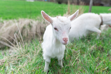 Naklejka na ściany i meble A cute white goatling look,