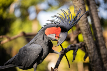 Black palm cockatoo perching on a branch. Tropical bird park. Nature and environment concept. Horizontal layout. Bali