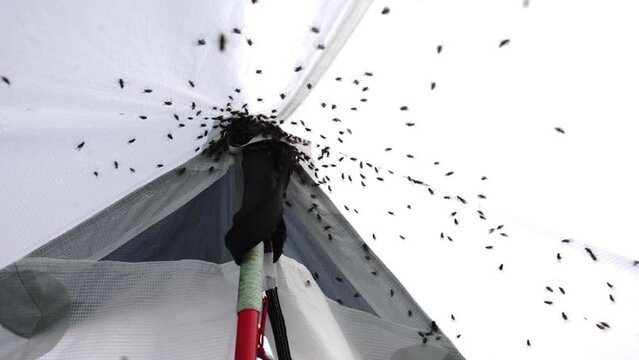 Flies fly into the climbing tent and cannot fly back into the air. Hundreds of insects buzz and rush about in captivity, interfere with rest, infection is possible