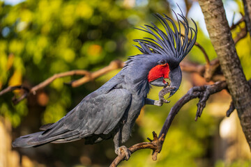 Black palm cockatoo perching on a branch. Tropical bird park. Nature and environment concept. Horizontal layout. Bali